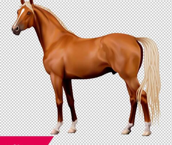 عکس اسب قهوه ای و سفید