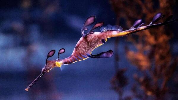 عکس اسب دریایی نر و ماده