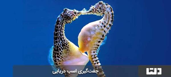 عکس اسب دریایی نر و ماده