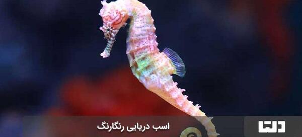 عکس اسب دریایی نر و ماده