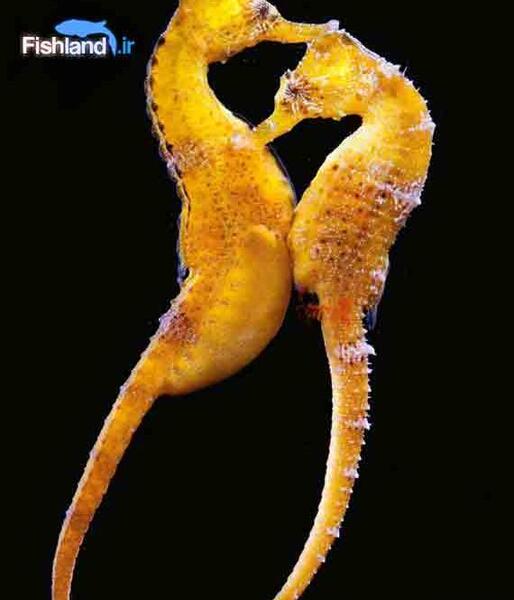 عکس اسب دریایی نر و ماده