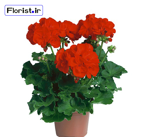 عکس گل شمعدانی قرمز