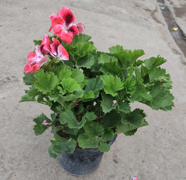 عکس گل شمعدانی قرمز
