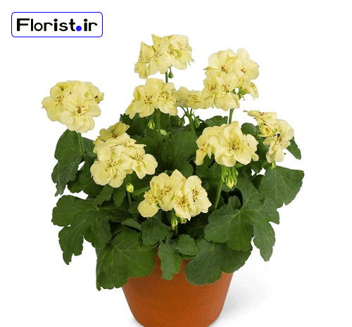 عکس گل شمعدانی قرمز