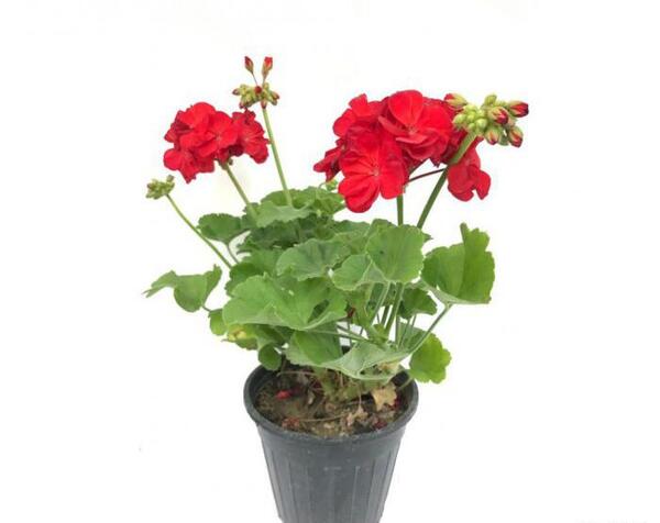 عکس گل شمعدانی قرمز