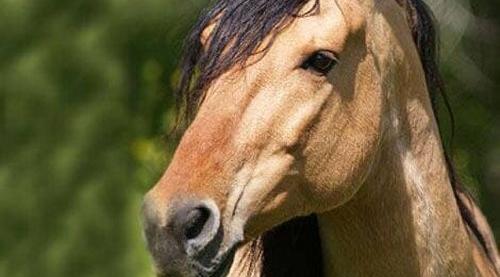 عکس زشت ترین اسب دنیا