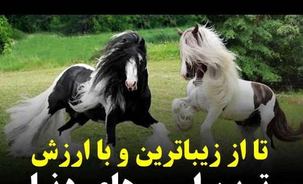 عکس زشت ترین اسب دنیا