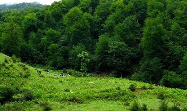 دانلود عکس از طبیعت شمال