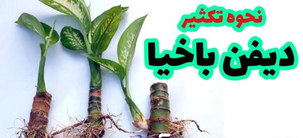عکس گل های دیفن باخیا