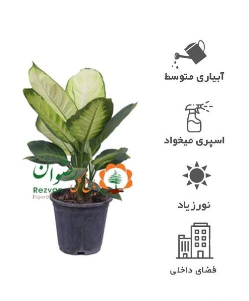 عکس گل های دیفن باخیا