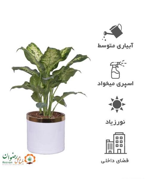 عکس گل های دیفن باخیا