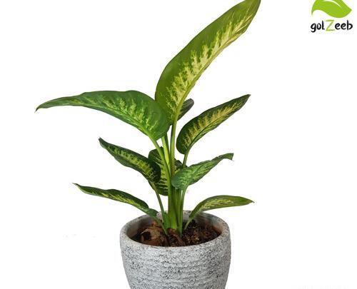 عکس گل های دیفن باخیا