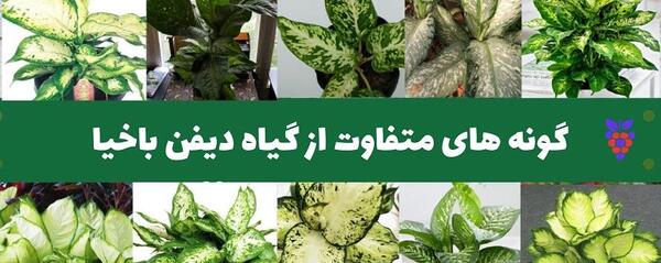عکس گل های دیفن باخیا