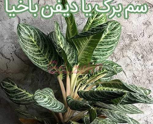 عکس گل های دیفن باخیا