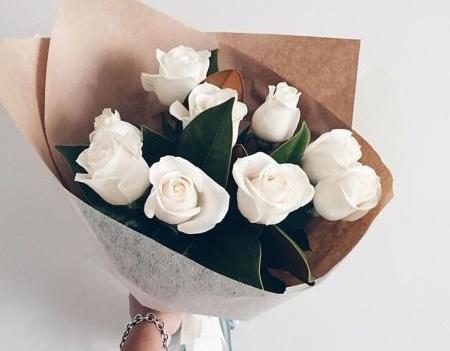عکس گل سفید رز