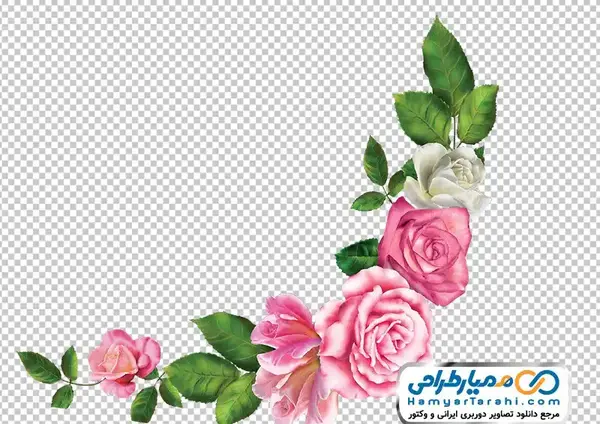 عکس گل سفید رز