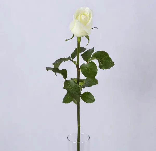 عکس گل سفید رز
