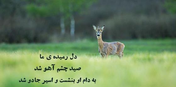 عکس های زیبا از آهو