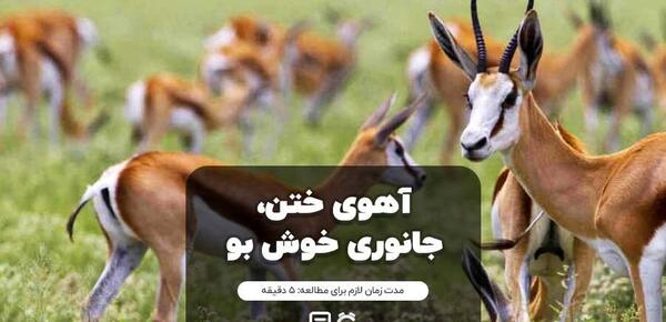 عکس های زیبا از آهو