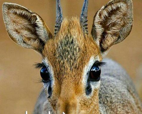 عکس های زیبا از آهو