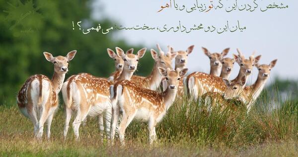 عکس های زیبا از آهو