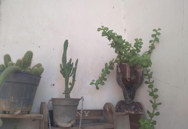 عکس گل کاکتوس ماری