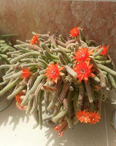 عکس گل کاکتوس ماری