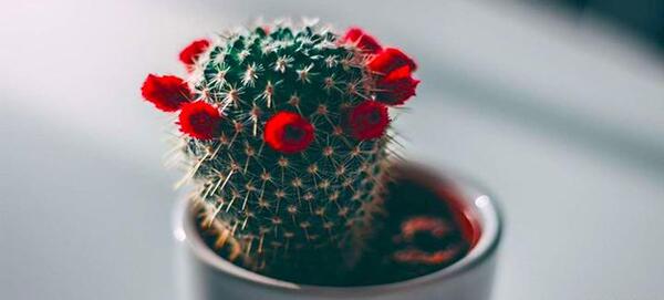 عکس گل کاکتوس ماری