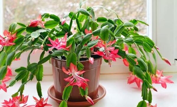 عکس گل کاکتوس ماری