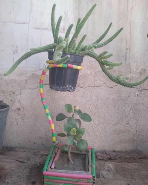 عکس گل کاکتوس ماری