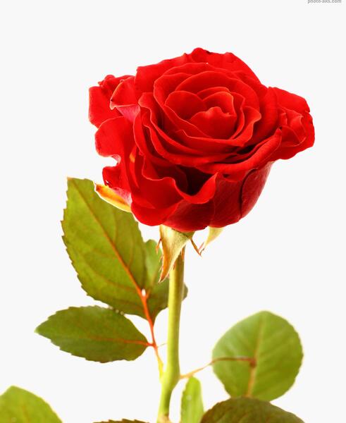 عکس گل گلایل قرمز