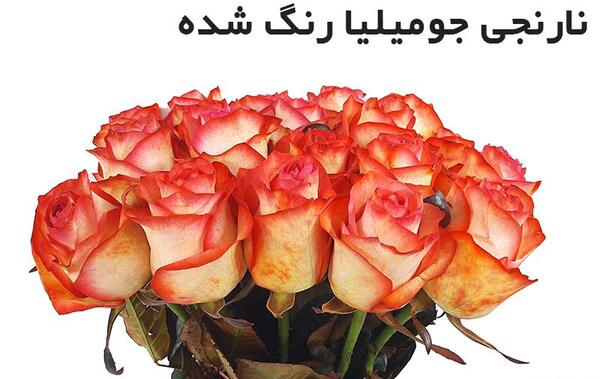 عکس گل گلایل قرمز