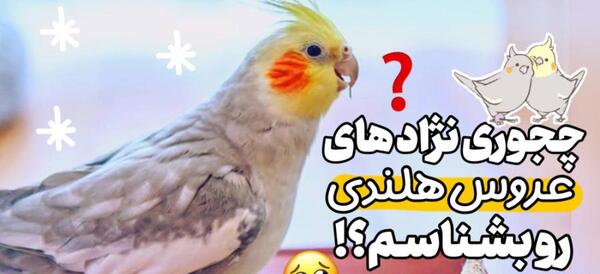 عکس های طوطی عروس هلندی