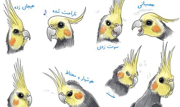 عکس های طوطی عروس هلندی