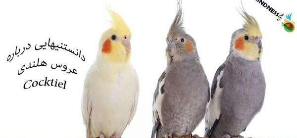 عکس های طوطی عروس هلندی