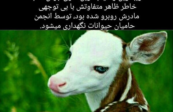عکس زیباترین آهوی دنیا