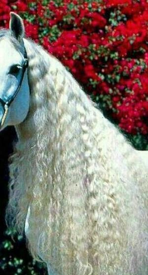 عکس قشنگ ترین اسب جهان