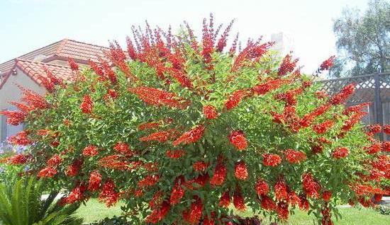 عکس گل فردوسی
