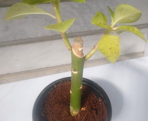 عکس گل فردوسی