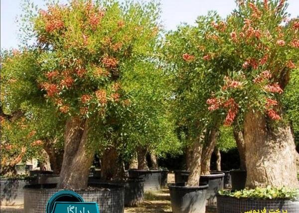 عکس گل فردوسی