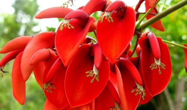 عکس گل فردوسی