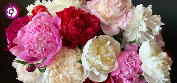 عکس گل شب بو برای پروفایل