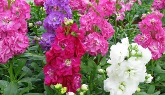 عکس گل شب بو برای پروفایل