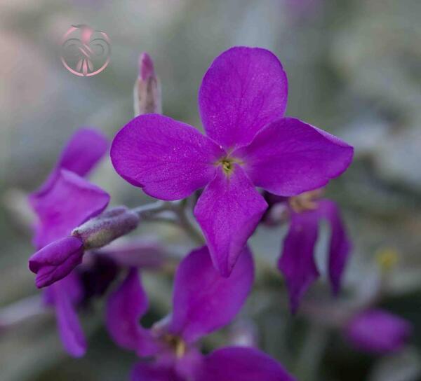عکس گل شب بو برای پروفایل