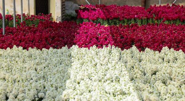 عکس گل شب بو برای پروفایل