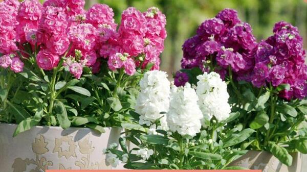 عکس گل شب بو برای پروفایل