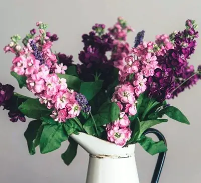 عکس گل شب بو برای پروفایل