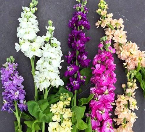 عکس گل شب بو برای پروفایل