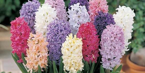 عکس گل شب بو برای پروفایل