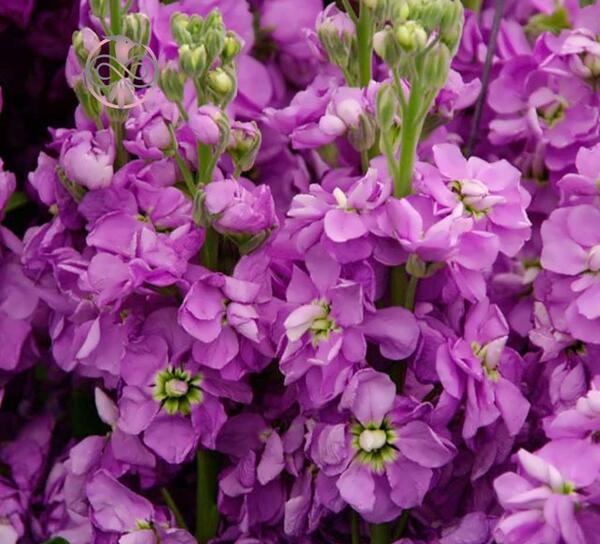 عکس گل شب بو برای پروفایل